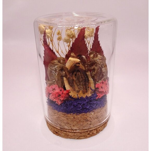 Two Cicada Skins Nut Shell & Dried Flowers Oddity Jar witchy goth taxidermy - Picture 12 of 13